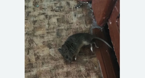 Дезинфекция от мышей в Тверском районе Москвы
