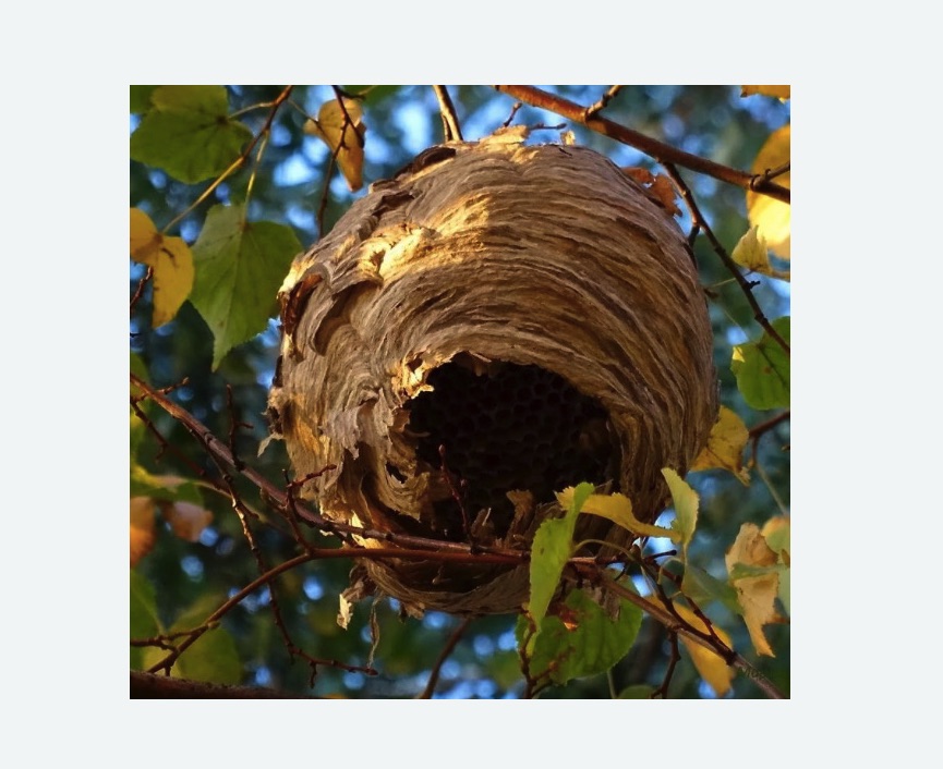 Обработка от шершней в Тверском районе Москвы