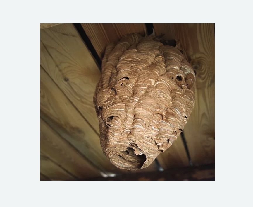 обработка от шершней в Тверском районе Москвы