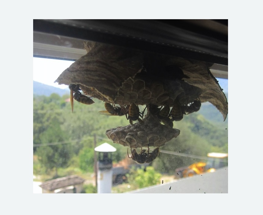 Уничтожение гнёзд шершней в Тверском районе Москвы