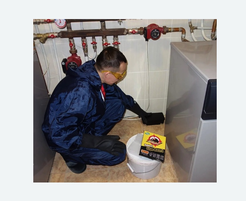 Уничтожение крыс в Тверском районе Москвы